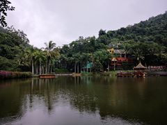 -西双版纳原始森林公园
