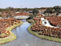 -花开海上生态园