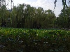 -莲湖公园