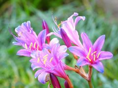 -国家植物园南园