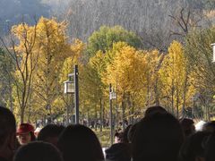 -千年银杏谷文化旅游区