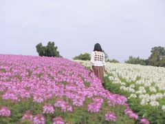-径山花海