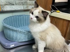 -纳吉亚猫专科动物医院博雅分院