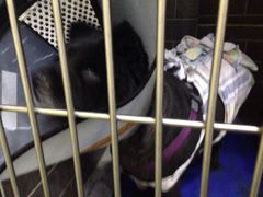 BF412B2AD3FE9F52806151708F1688C1-康乐宝动物医院