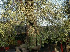 -嵩山少林文化旅游景区