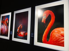 -罗红摄影艺术馆