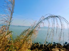 -深圳湾公园(南山区)
