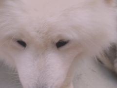 -星多哈·狗咖·拼豆·咖啡