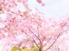 -新江湾城公园
