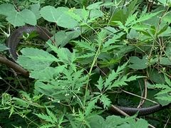 -碓臼峪自然风景区