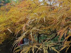 -秋霞圃