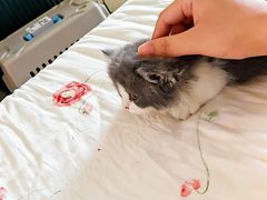 -欣宠猫屋·矮脚拿破仑·蓝金金渐层