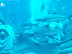 -亚特兰蒂斯•OSSIANO奥西亚诺海底餐厅