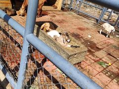 -长白岛森林公园