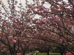 -高东镇樱花园
