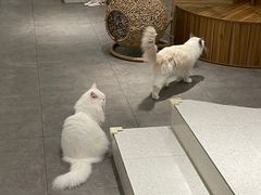 -飞行喵MR PILOT|猫舍·猫咖(静安大融城店)