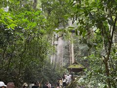 -西双版纳原始森林公园