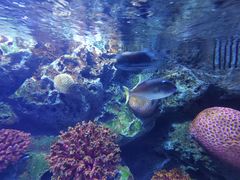 -暹罗海洋世界
