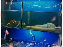 水产区-金龙·打边炉(武进路店)