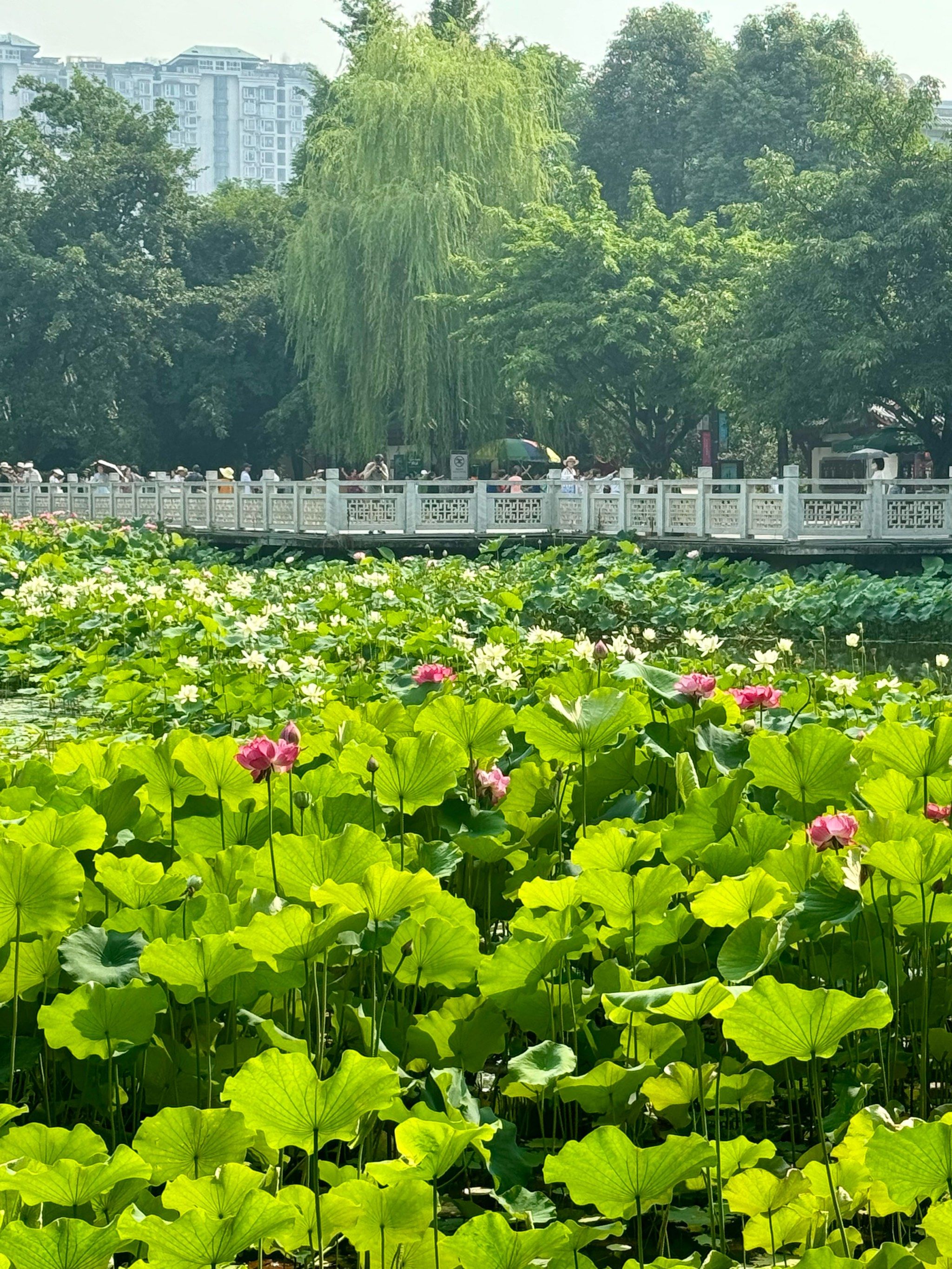 文化公园的荷花盛开了