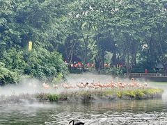 -广州长隆飞鸟乐园