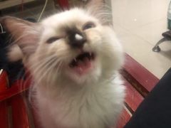-红荔村肠粉(中银店)