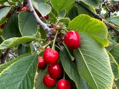 -北宅大永樱桃采摘基地(崂山总部)