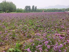 -北京东方普罗旺斯薰衣草庄园