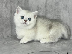 -小猫来了·猫舍(红山六九七九店)