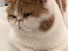 -飞行喵MR PILOT|猫舍·猫咖(静安大融城店)