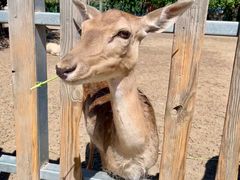 -北京麋鹿生态实验中心