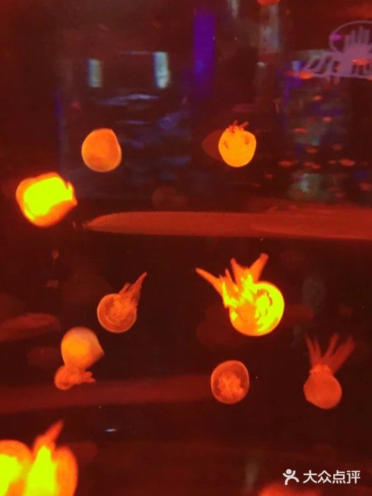 118元即可带娃打卡一整天的动物王国！