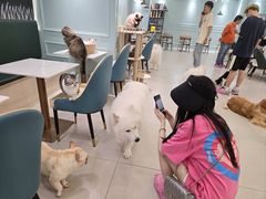 -安格丽娜·狗咖·猫咖羊驼咖(春熙路百盛商场店)