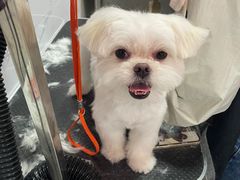 -狗不理喵子(百富路店)