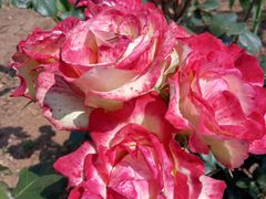 -小黑石海滨浴场·停车场