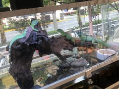 -酷以爬仙阁实体爬宠店·守宫·蜥蜴·专业繁育