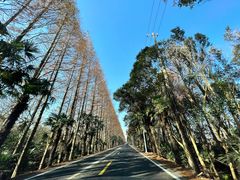 -上海海湾国家森林公园