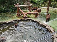 -深圳野生动物园