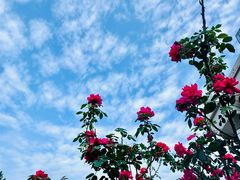 -金科花卉市场