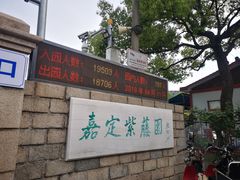 -嘉定紫藤园