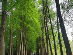 -上海滨江森林公园