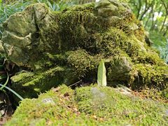 -杭州植物园