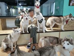 -Husky Go! 哈士奇体验馆·宠物咖啡厅狗咖