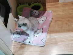 -老吴的猫·猫舍(新区店)