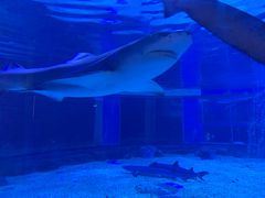 -成都浩海立方海洋公园