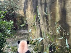 -都江堰中华大熊猫苑