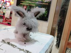 -宠物兔专门店(天丰利市场店)