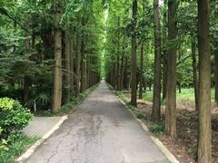 -东平国家森林公园