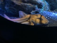 -暹罗海洋世界