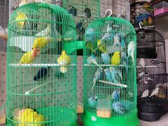 -三圣花乡旅游区